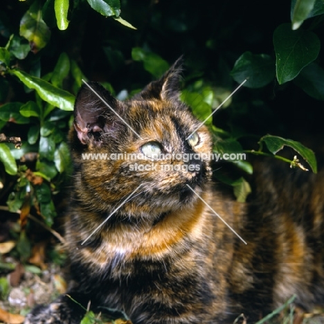 tortoiseshell non pedigree cat looking up from bushes