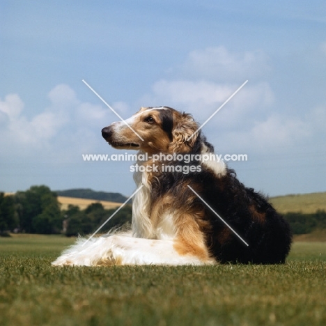 borzoi lying in countryside