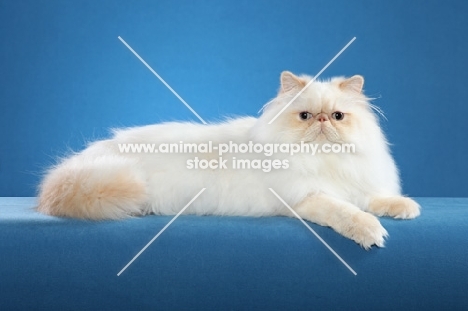 Himalayan cat (aka Persian)