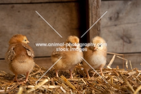 three chicks