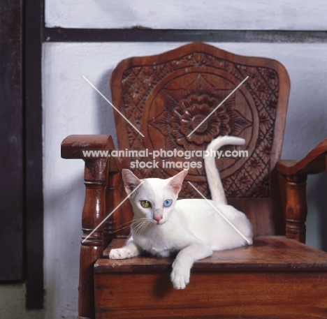 Kao Manee cat, resting in a wooden chair