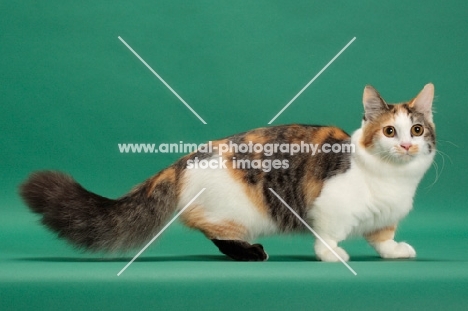 Brown Classic Torbie & White Munchkin, side view