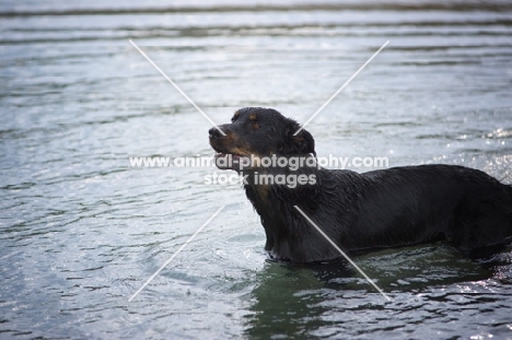 Beauceron in the water