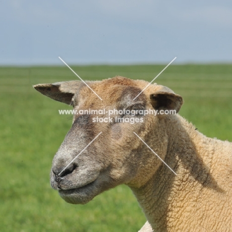 charolais head study