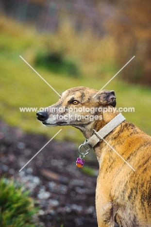 Greyhound wearing collar