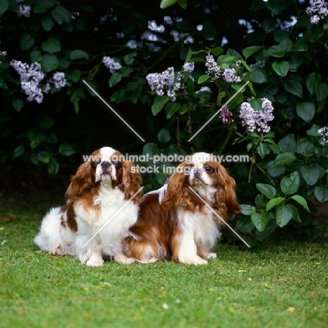 ch tudorhurst theron, ch tudorhurst ..,  two king charles spaniels