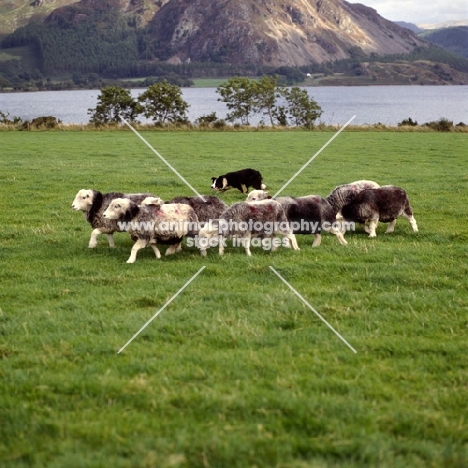 border collie herding sheep on the set of  'one man and his dog', lake district, herdwick sheep