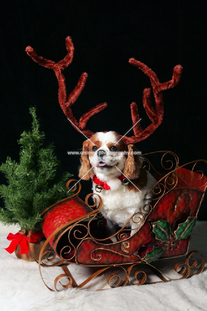 cavalier king charles spaniel with antlers riding in sleigh