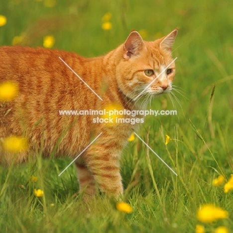 ginger household cat on grass