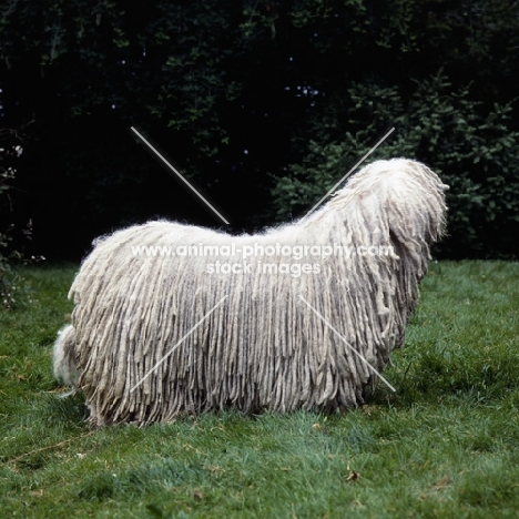 komondor standing on grass