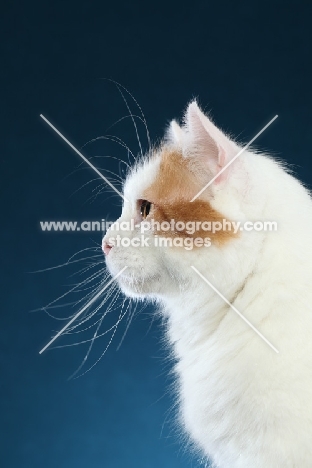 Turkish Van profile