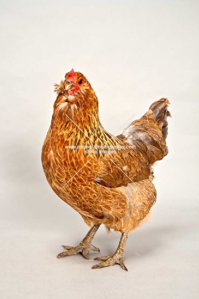 Ameraucana hen in studio