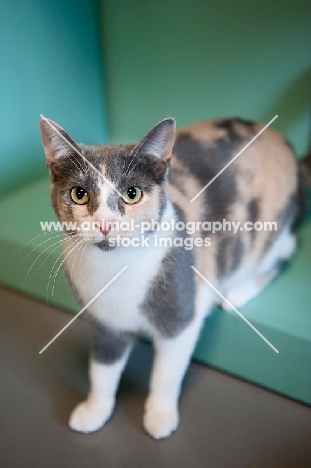 calico cat standing on green shelf with front paws out
