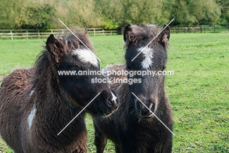 two falabella foals in green field