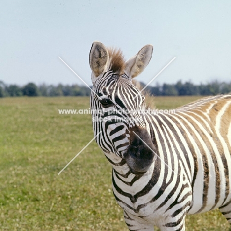 zebra looking inquisitive 