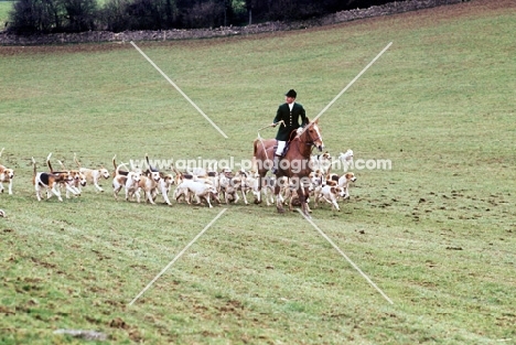 heythrop hunt, huntsman with foxhounds