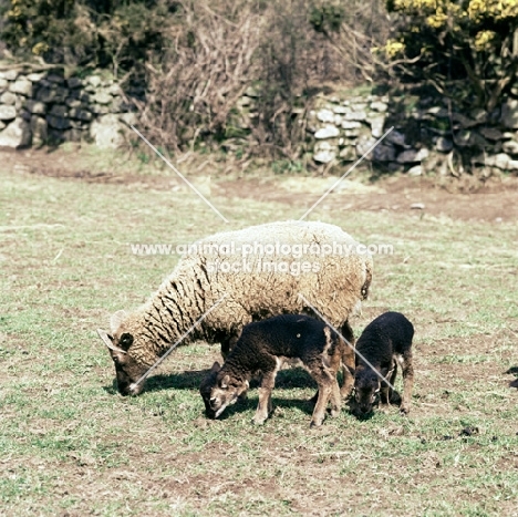 soay ewe and two lambs at hele farm devon