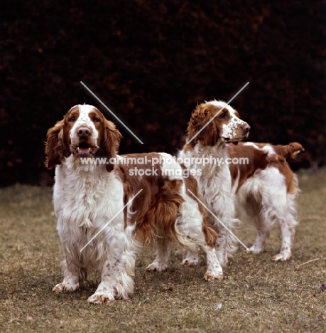 sh ch deri darrell of linkhill, sh ch liza of linkhill,  two welsh springer spaniels standing on grass