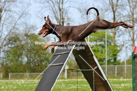 brown Dobermann jumping