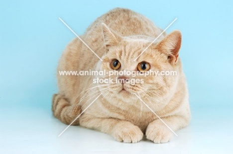 cream british shorthair cat lying down