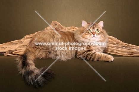 Siberian cat near drift wood