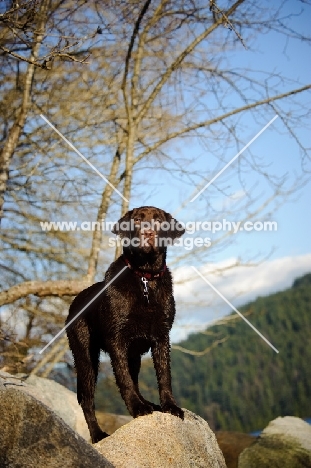 Chocolate Lab standing on rock with trees and sky in background.