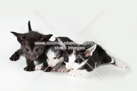 3 Peterbald kittens lying on white background, 4 weeks old