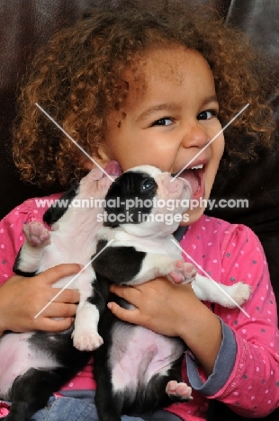 2 Boston Terrier puppies with young girl