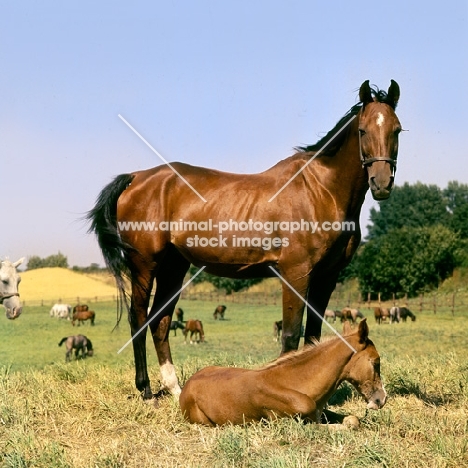 Polish Arab mare with foal