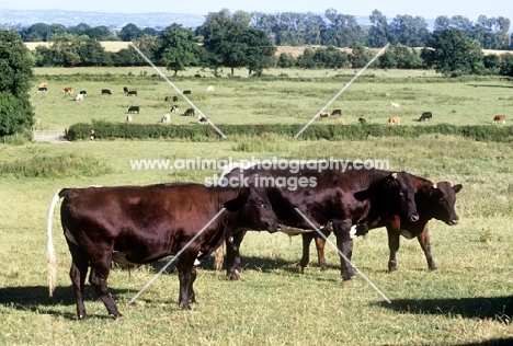 gloucester cattle