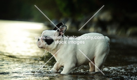 French Bulldog walking into water