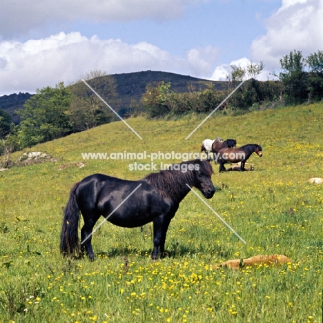 whitmore honeybunch and foal with group of dartmoor ponies in field near widecombe