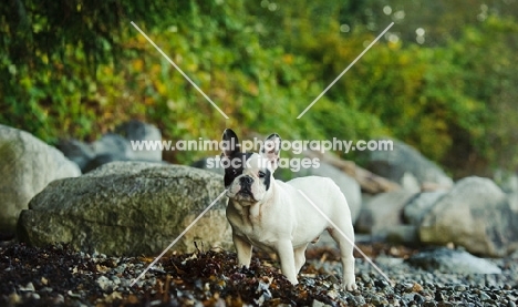 French Bulldog near riverside