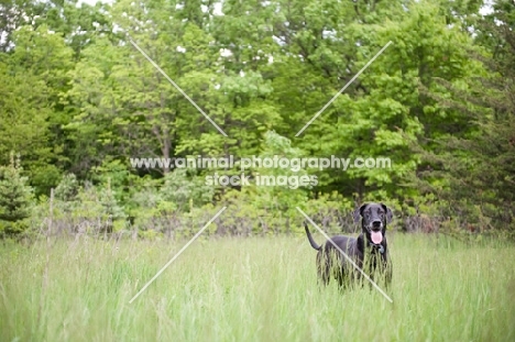 Black Great Dane standing in long grass.