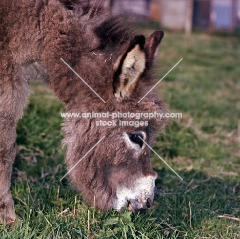 donkey grazing head study