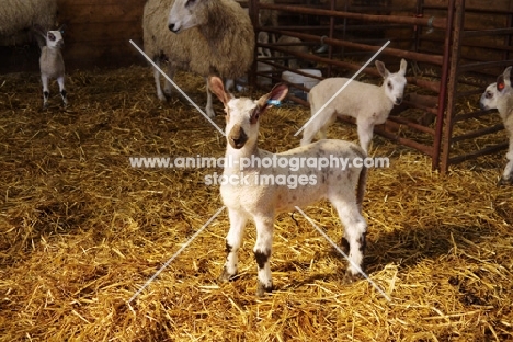 Bluefaced Leicester lamb