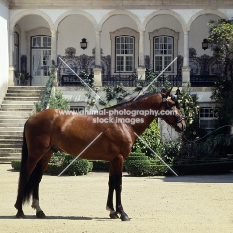 lusitano in front of great portuguese country house 