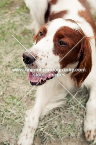 Irish red and white setter lying down