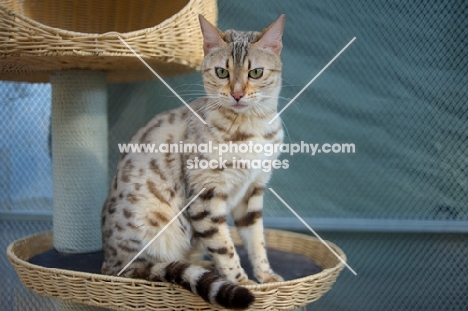 seal sepia bengal cat sitting on a multi-level scratchpost