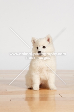 American Eskimo puppy sitting on floor