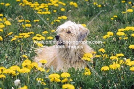 Pyrenean Sheepdog