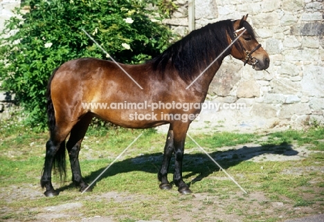 side view of shilstone rocks another bunch, dartmoor mare