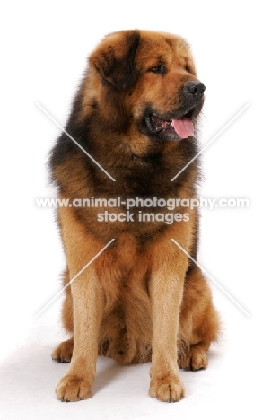 Australian Champion Tibetan Mastiff in studio