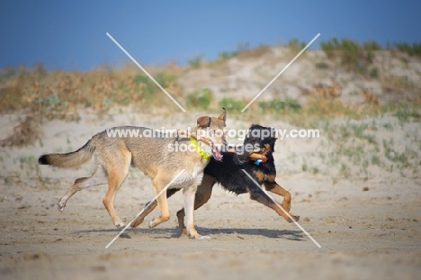 Two dogs playing on a beach, carrying the same stick