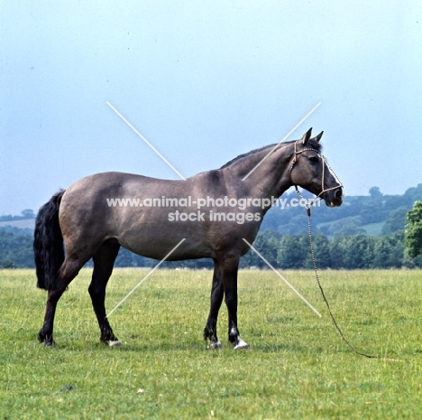 Tigra, Side view of Criollo