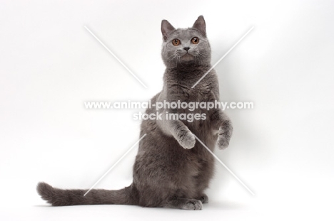 Chartreux cat on hind legs