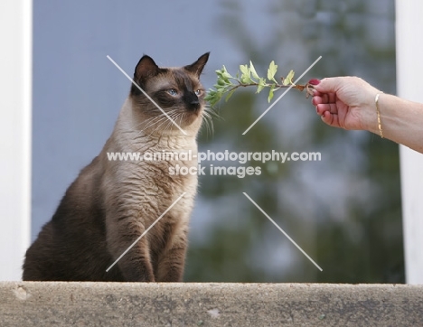 chocolate point siamese cat sniffing a branch