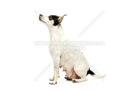 Jack Russell isolated on a white background