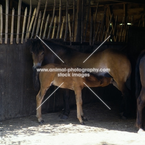 Exmoor mare in a stable with foal suckling