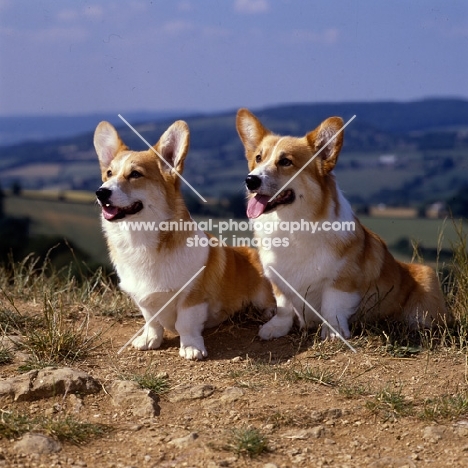 l, double joy of rivona, r, ch rivona twice the fun, two pembroke corgis sitting together